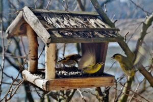 Vogelfutterhaus im privaten Garten