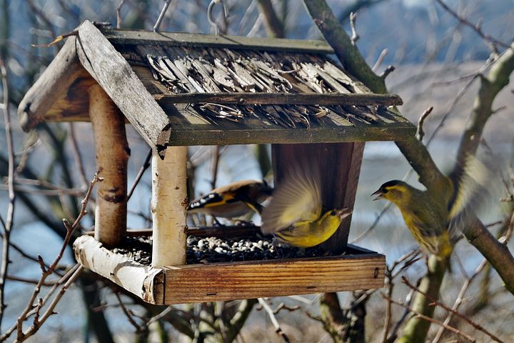 Vogelfutterhaus im privaten Garten